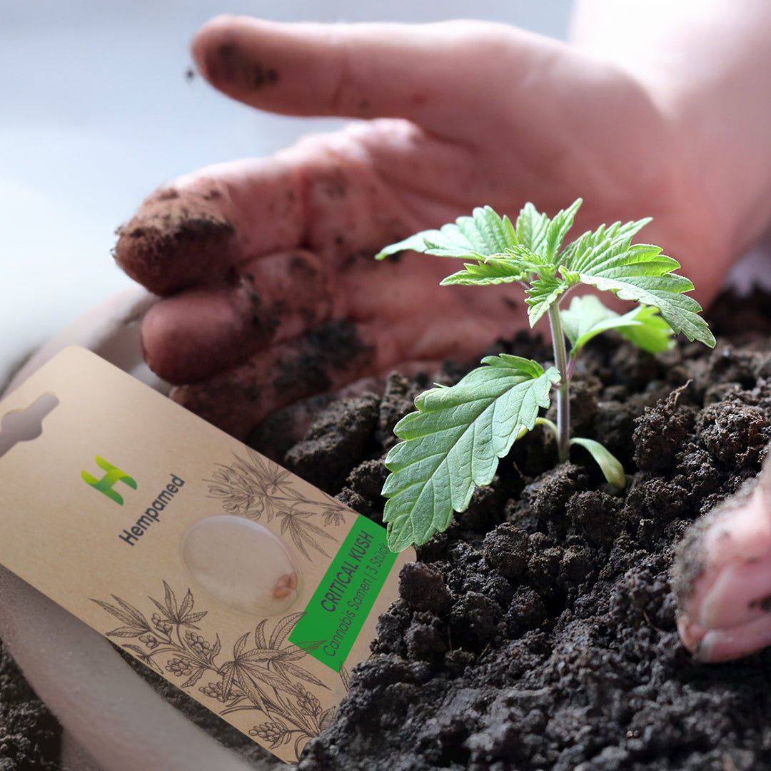 Hände halten vorsichtig einen jungen Critical Cush Hanf-Keimling in Erde