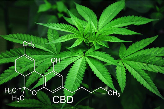 Die Wirkung von CBD auf den menschlichen Körper