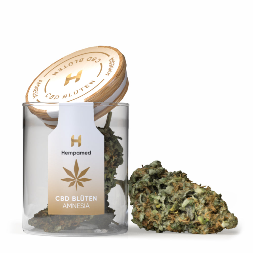 CBD-Blüten Amnesia – erstklassige Qualität, intensives Aroma und hoher CBD-Gehalt für ein einzigartiges Erlebnis.