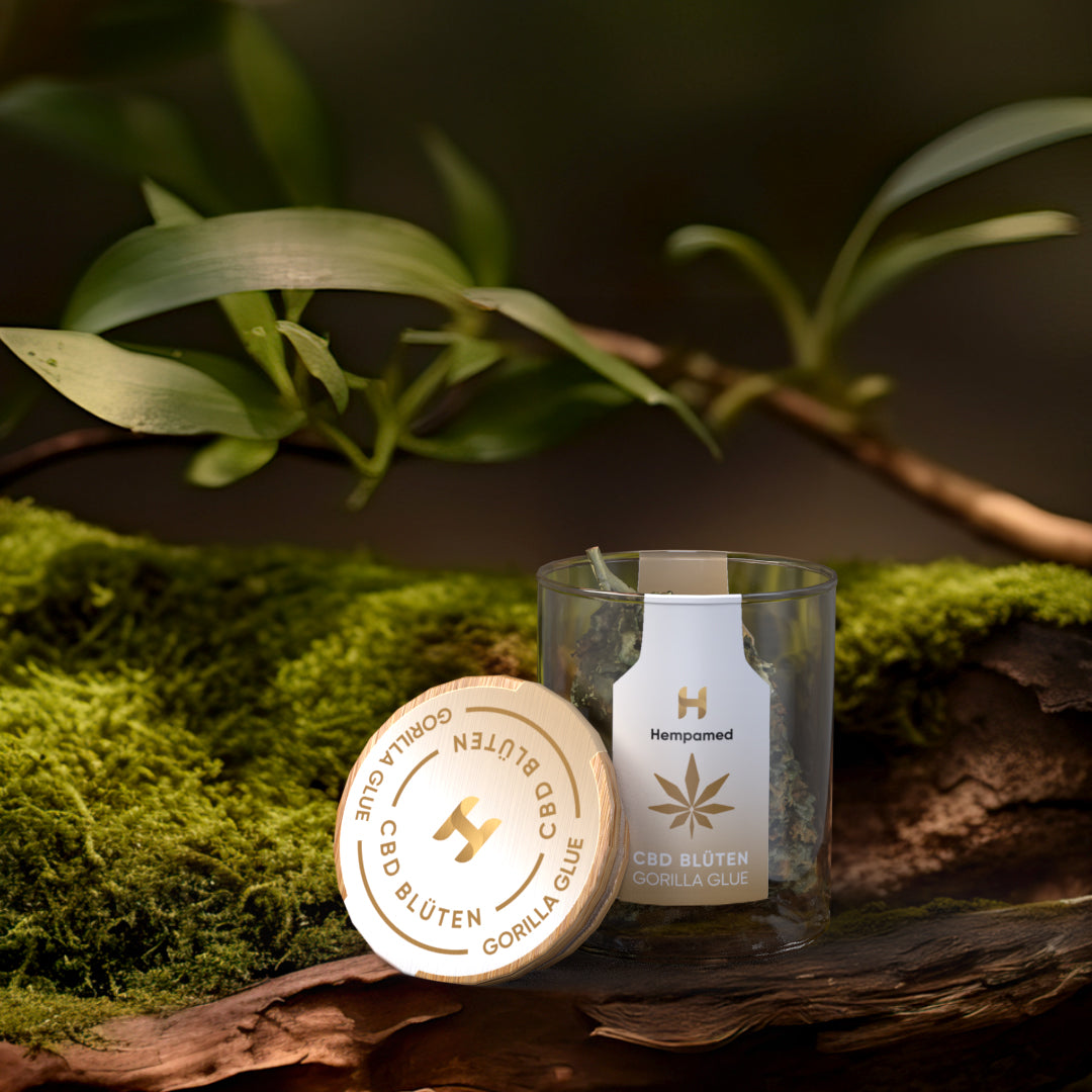 Stimmungsbild der CBD-Blüten Gorilla Glue – entspannende und erdige Aromen für einen beruhigenden Effekt.