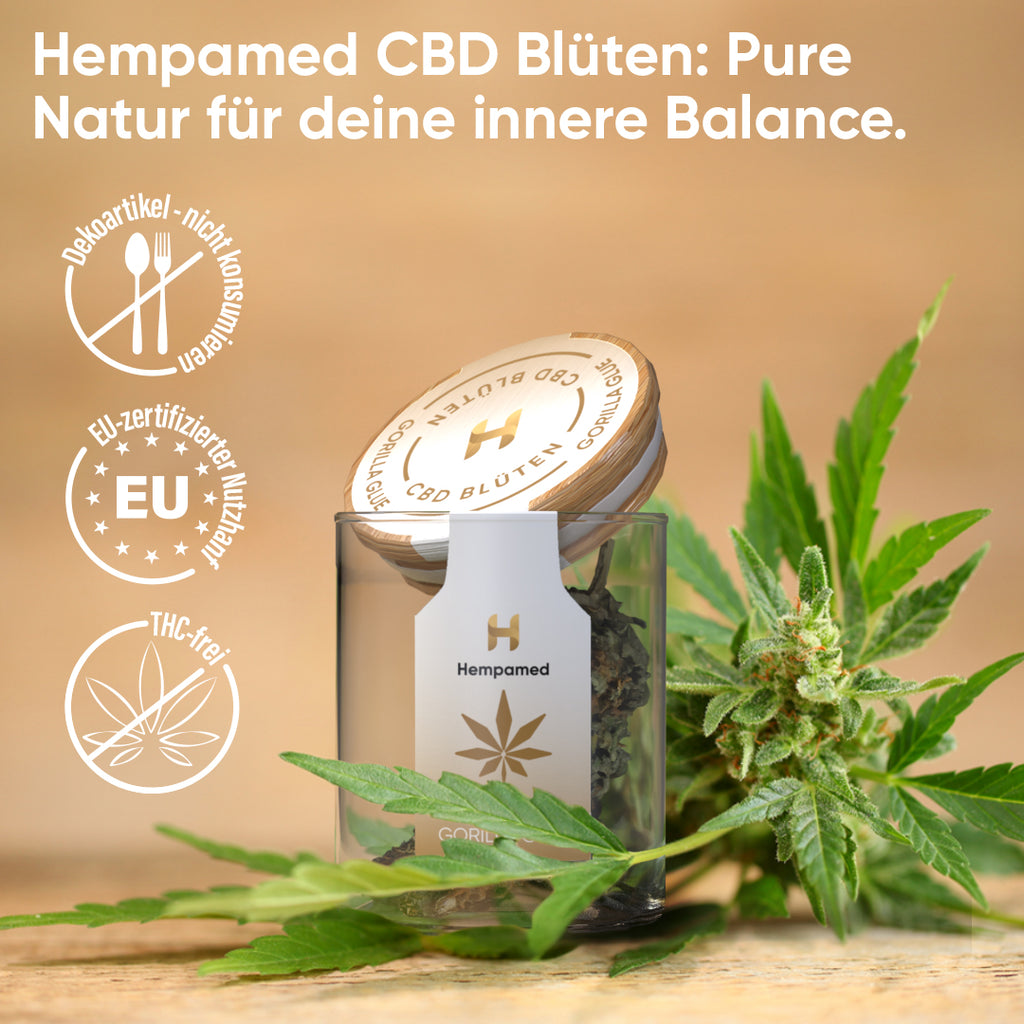 Vorteile der CBD-Blüten Gorilla Glue – kraftvolle Entspannung mit einzigartigem Geschmack und hoher CBD-Konzentration.