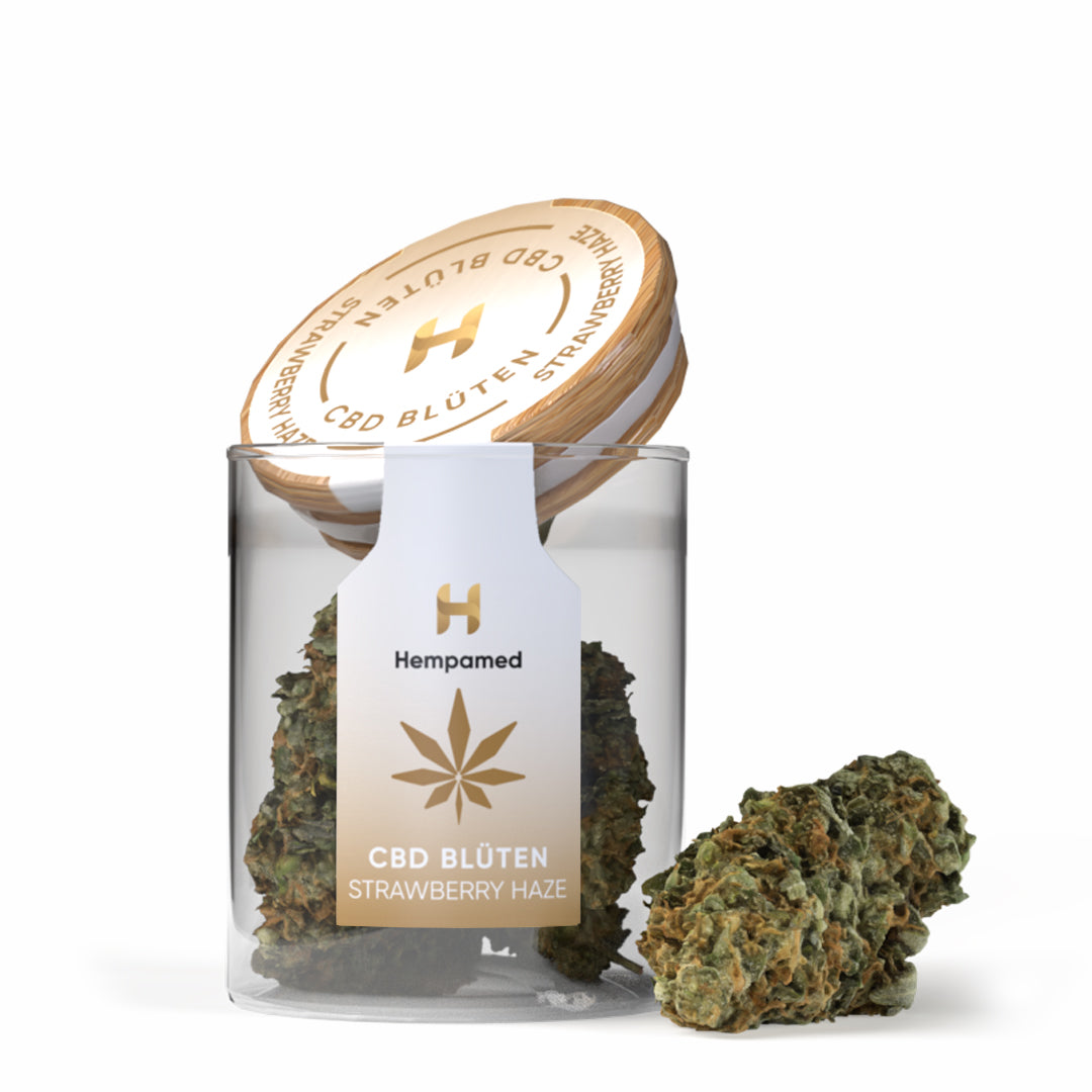 CBD-Blüten Strawberry Haze – Premium-Qualität, sanftes Aroma und hoher CBD-Gehalt für entspannte Momente.
