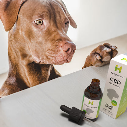 3x Premium CBD Öl für Hunde 6 % (Hanf-Aroma)